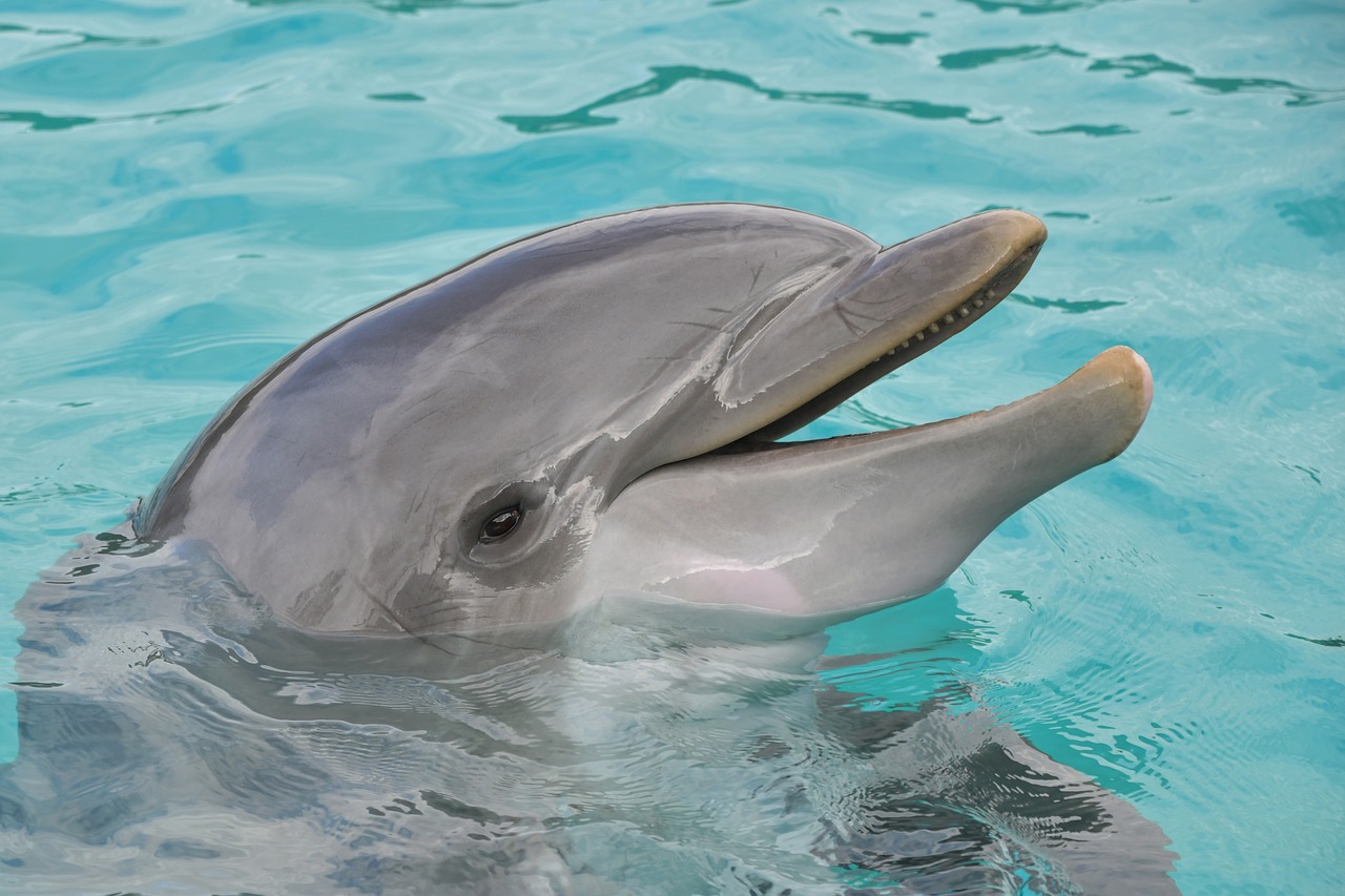 dolphin  portrait  happy free photo