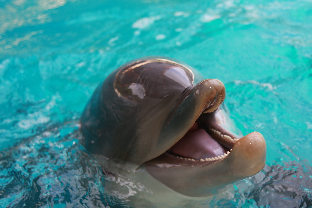 dolphin  water  sea world free photo