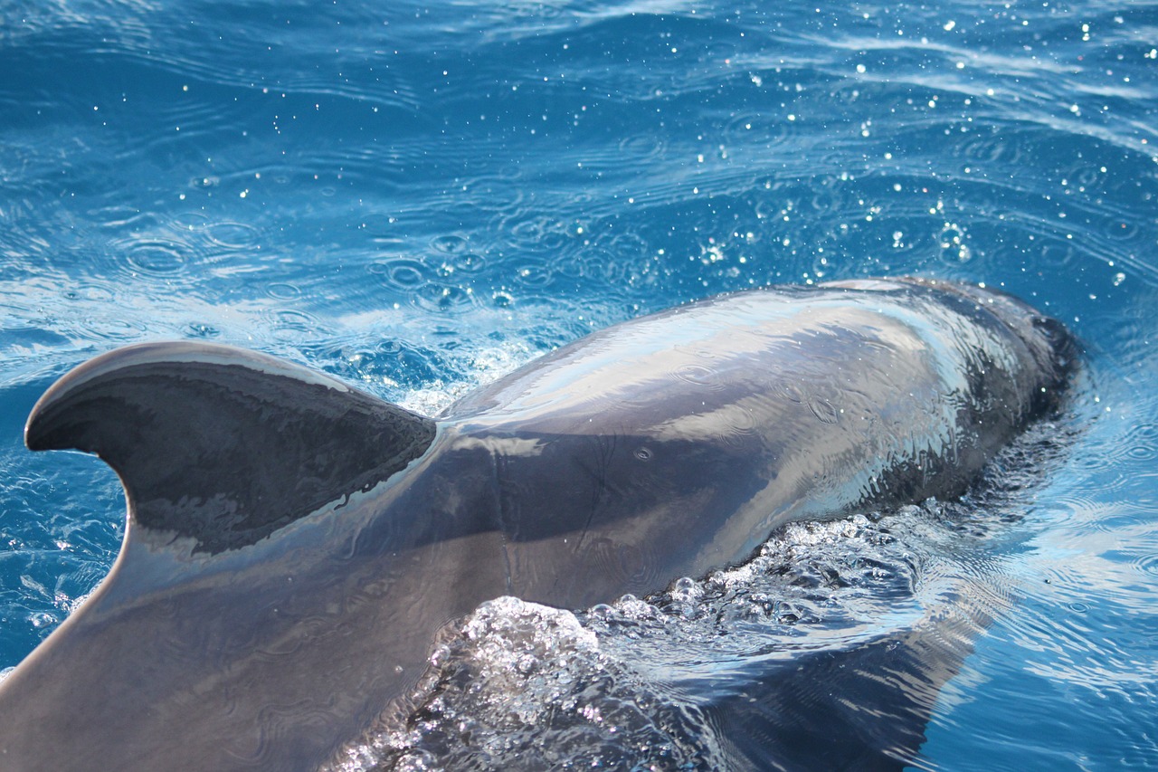 dolphin  tenerife  canary islands free photo