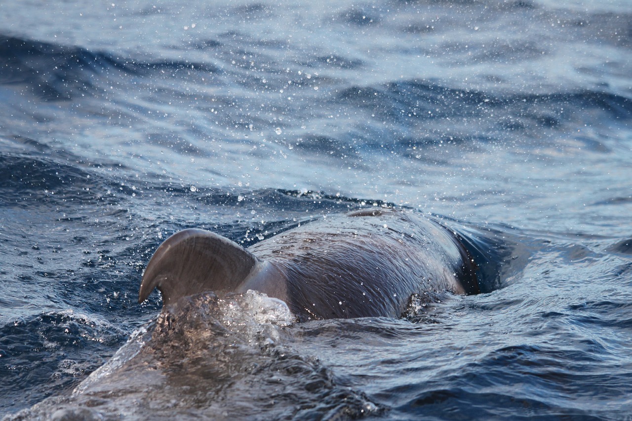 dolphin  tenerife  marine mammals free photo