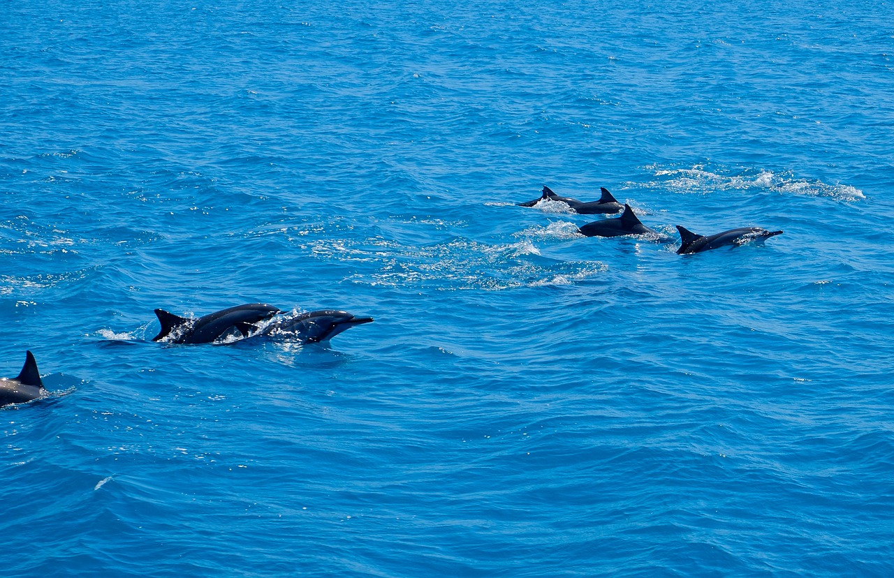 dolphin  marine  animal free photo