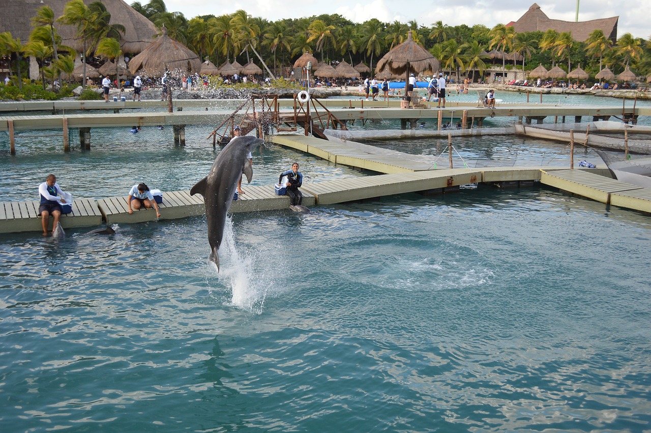 dolphin water jump free photo