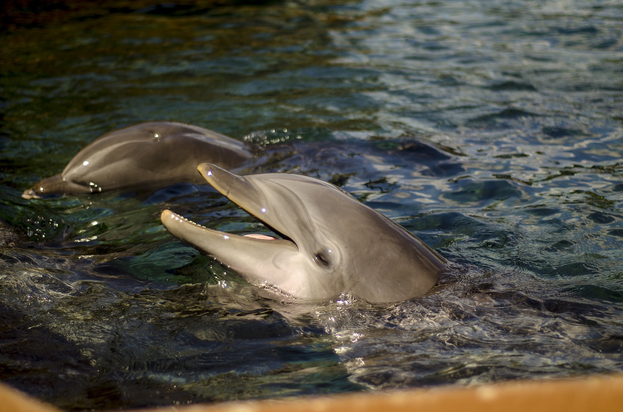 dolphin  water  swim free photo