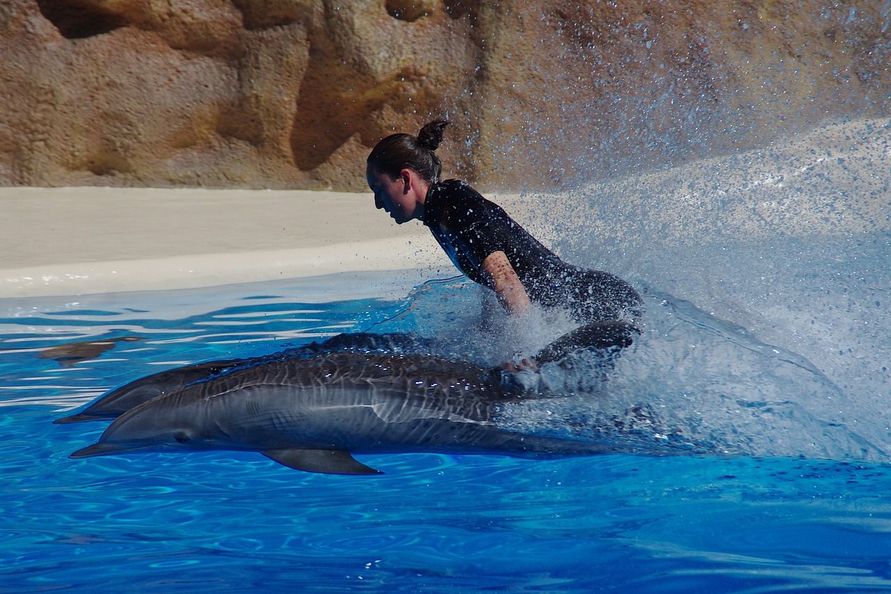 dolphin marine mammals water free photo