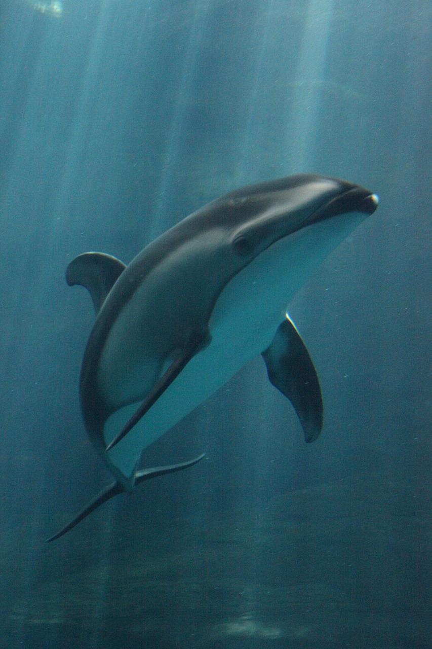 dolphin  animal  sea free photo