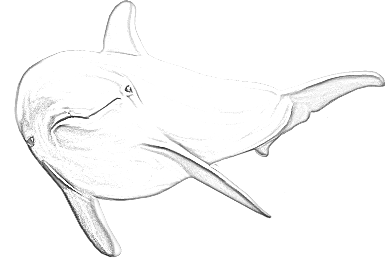 dolphin  sketch  sea free photo