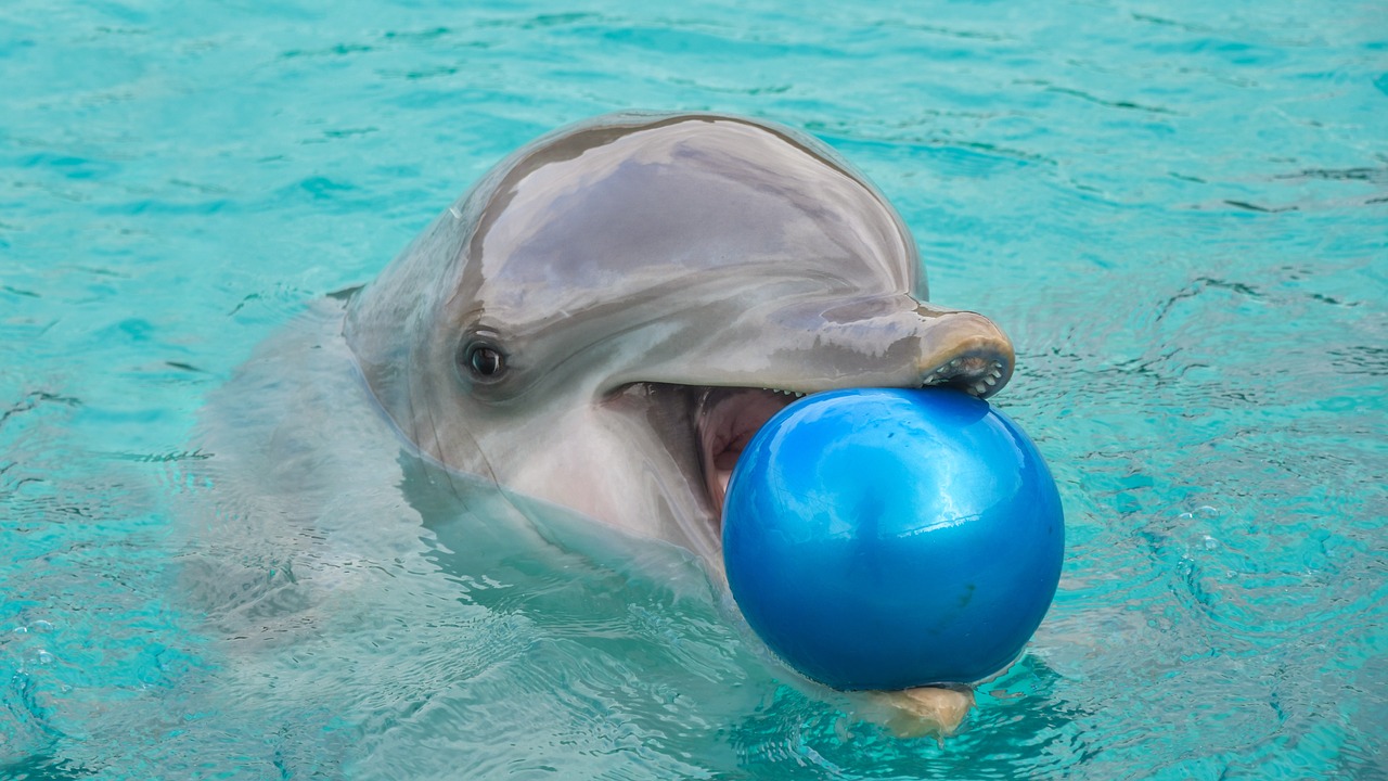 dolphin  ball  play free photo