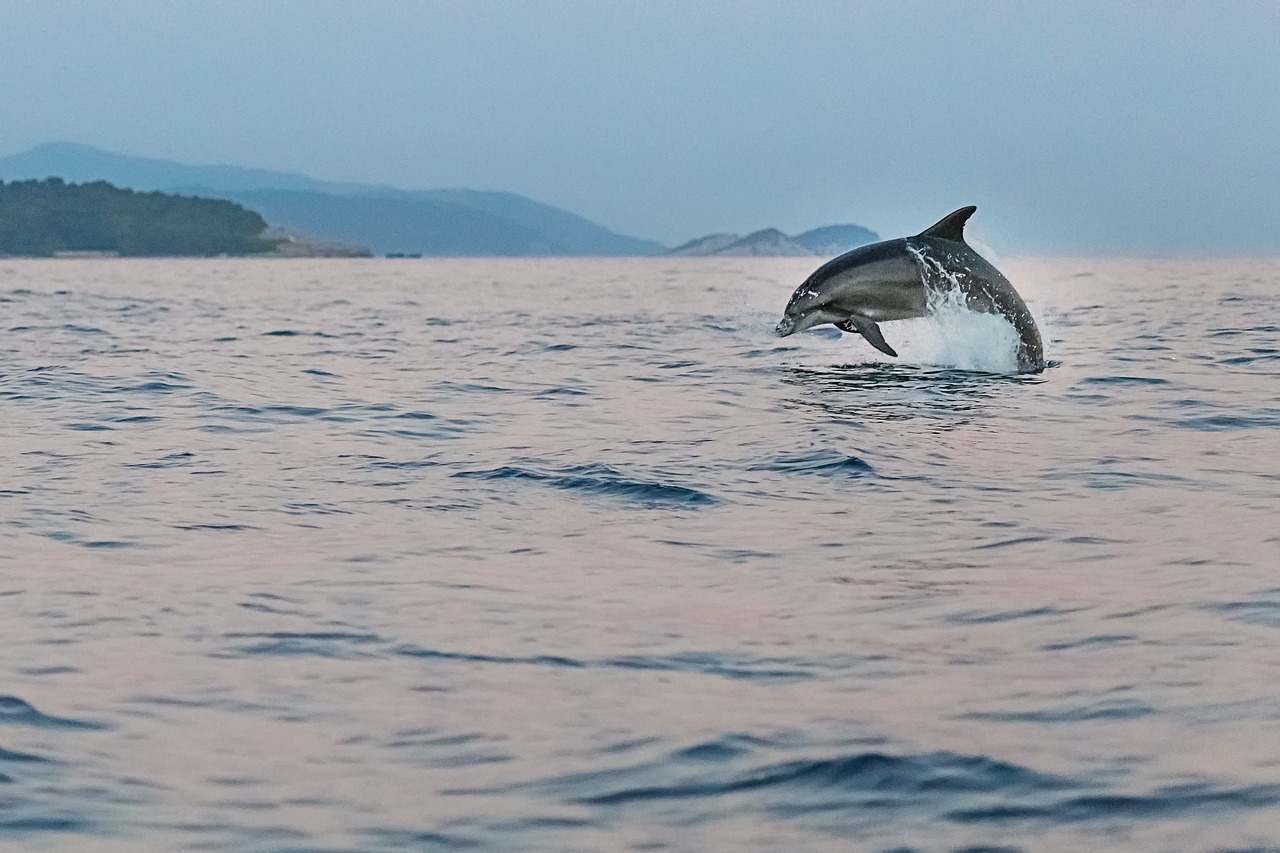 dolphin  adriatic  sea free photo