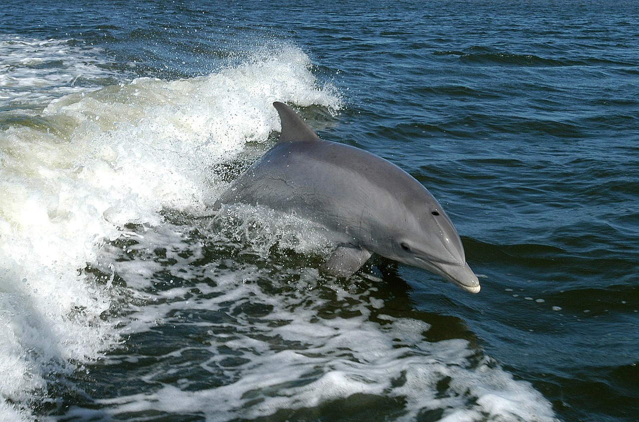 dolphin bottlenose dolphins free photo