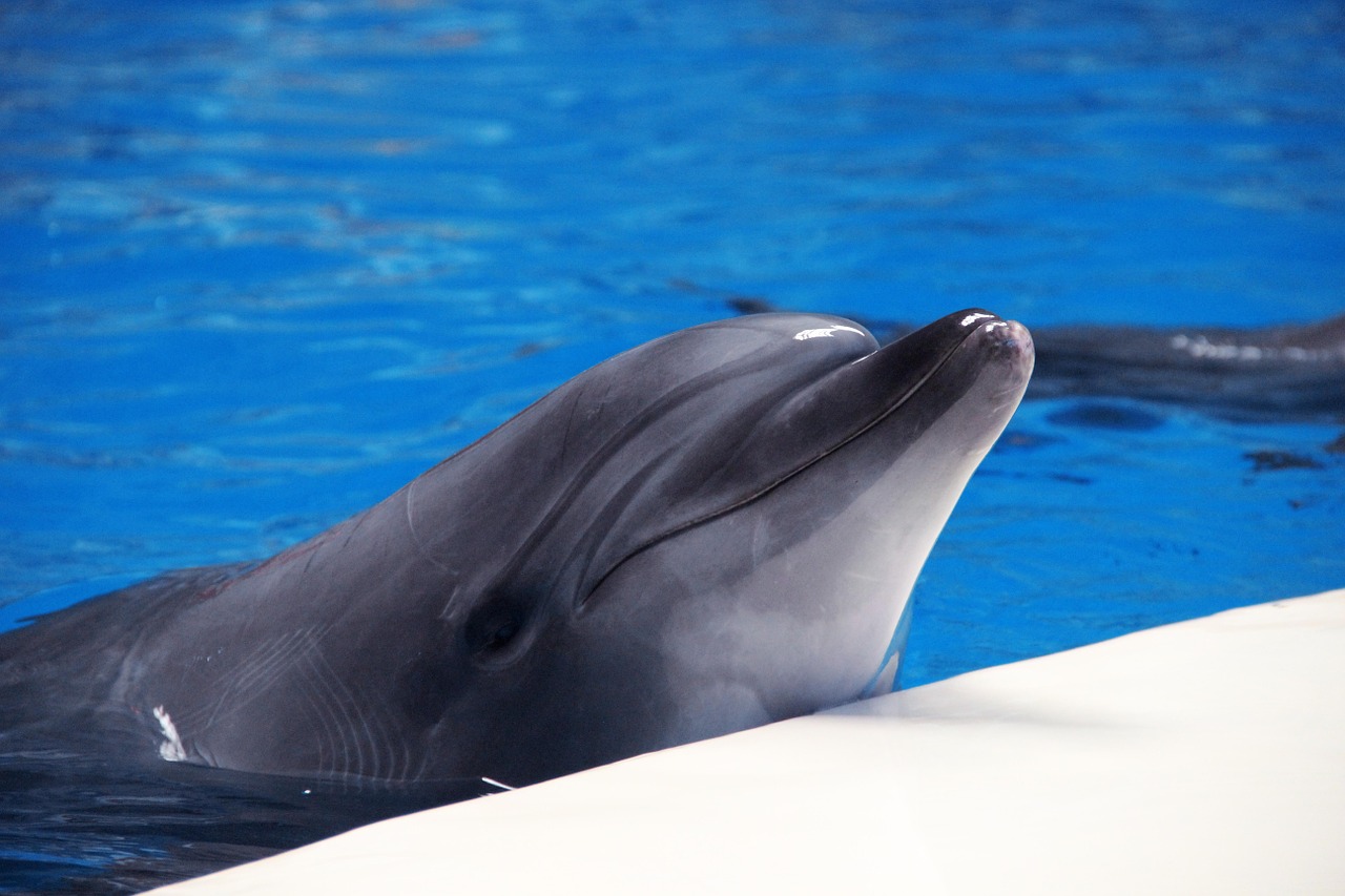 dolphin smile marine free photo