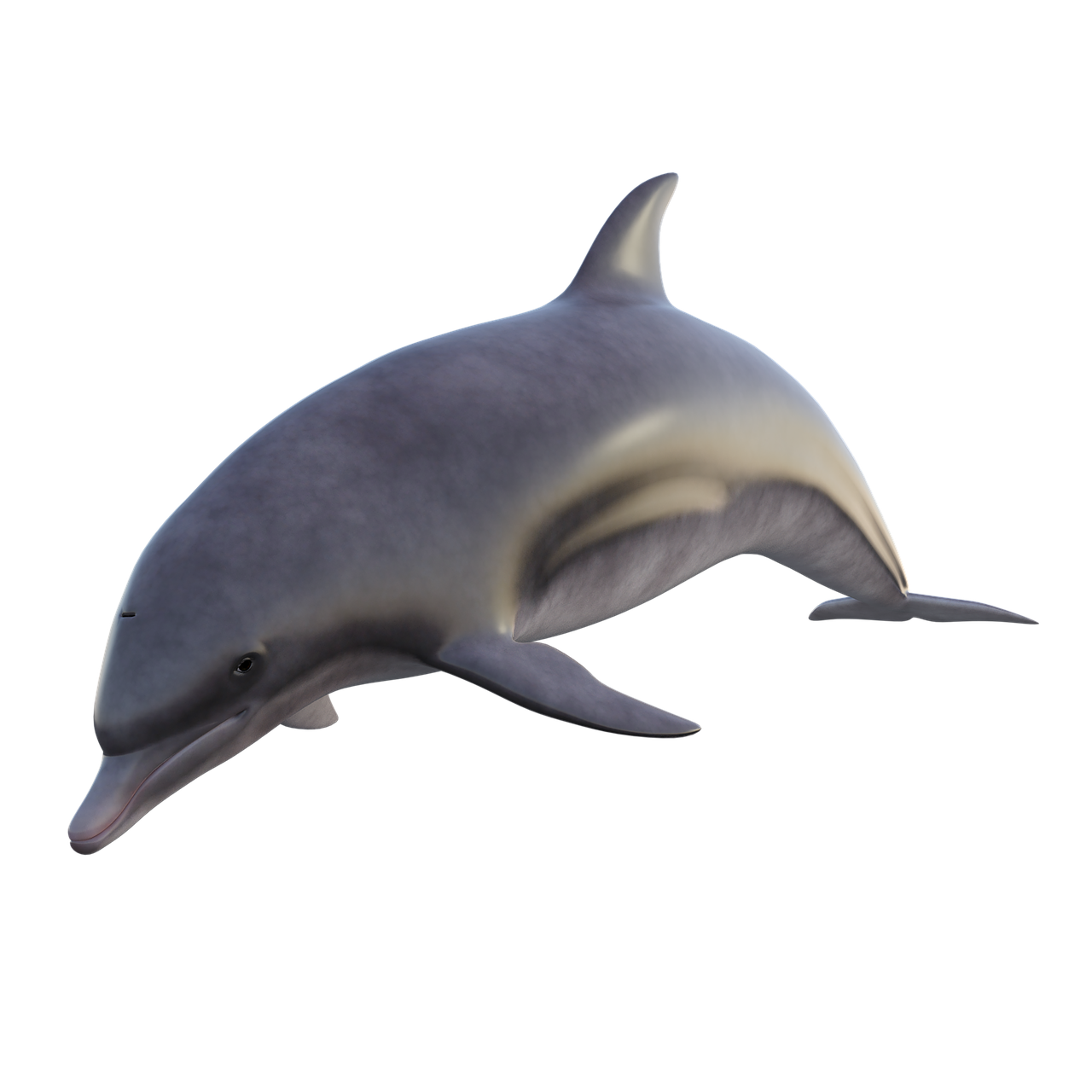 dolphin  fish  ocean free photo