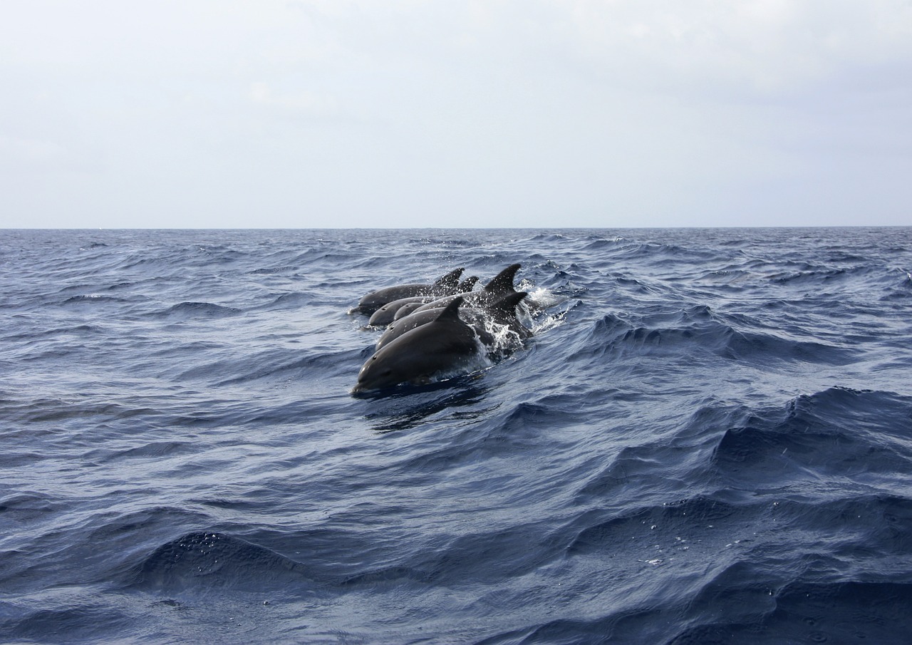 dolphin animals sea free photo