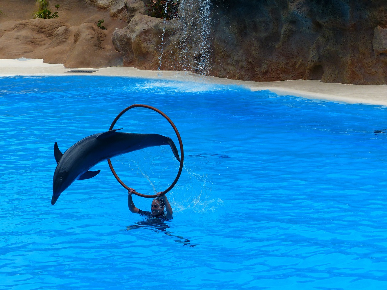 dolphin jump artistry free photo