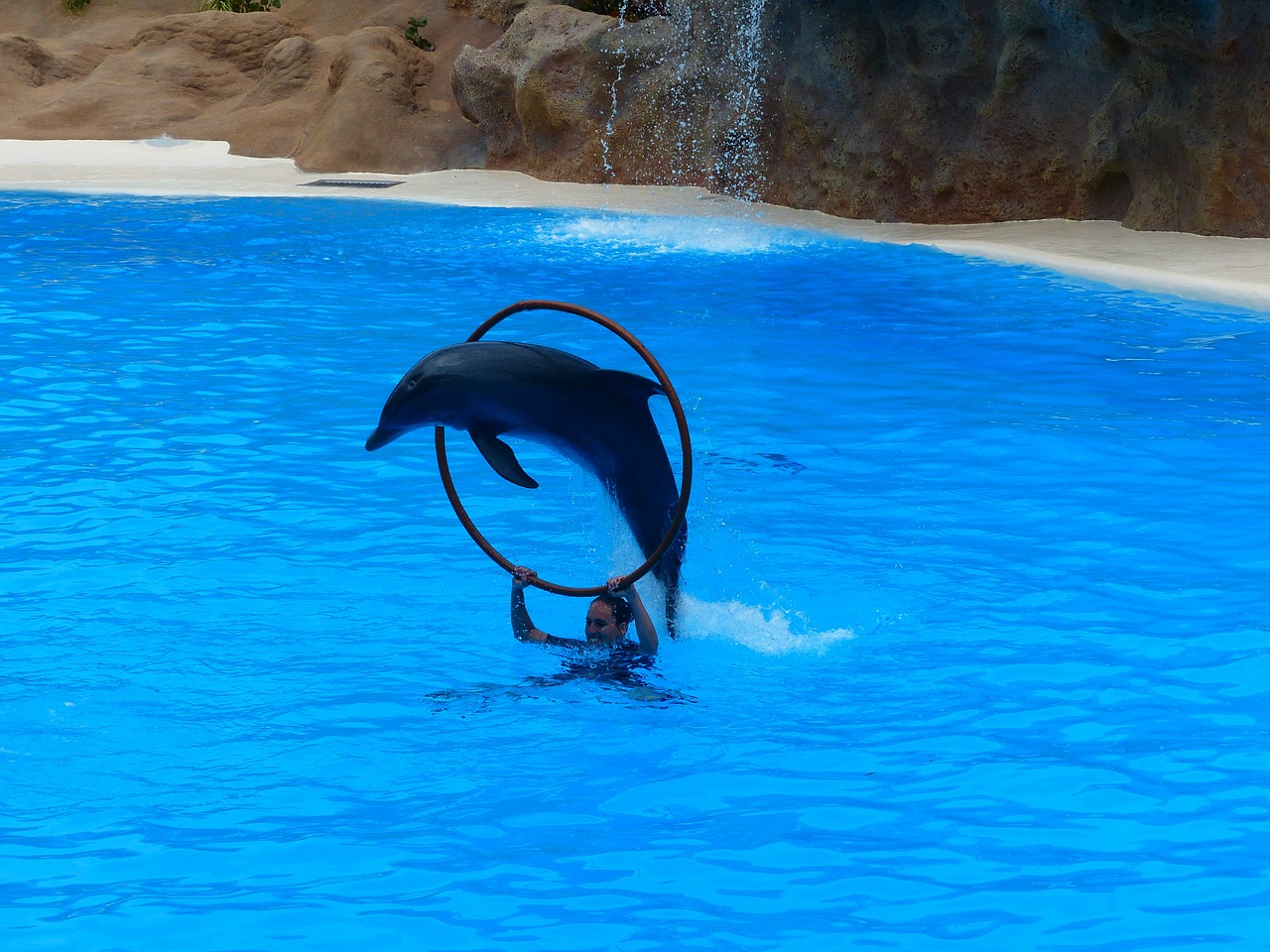 dolphin jump ring free photo