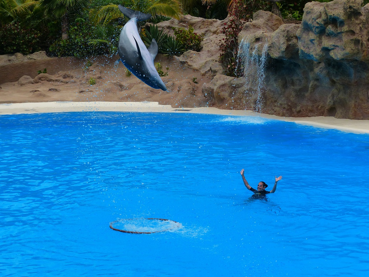 dolphin jump high free photo