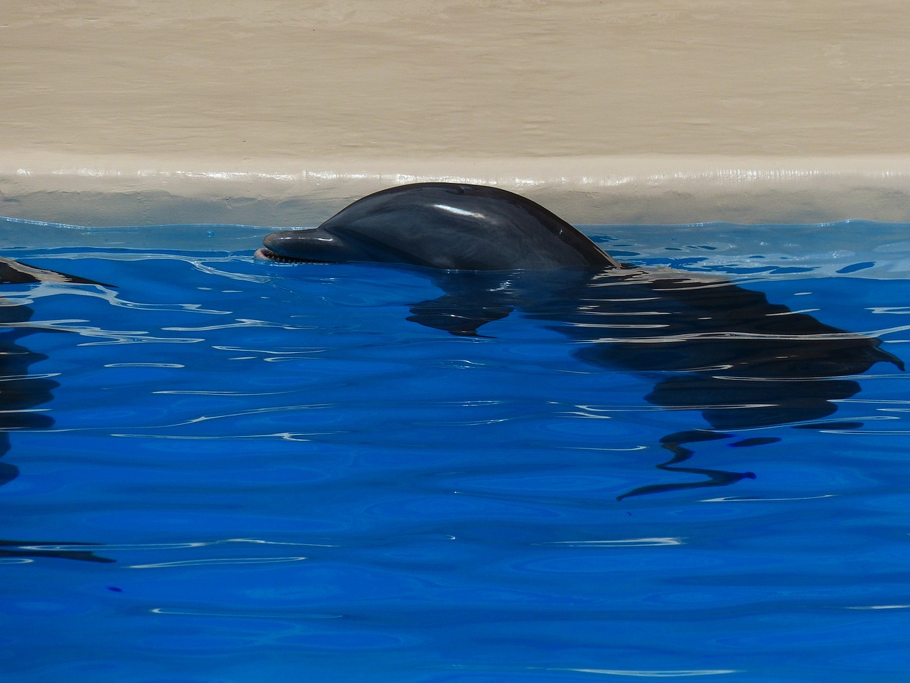 dolphin animal rest free photo