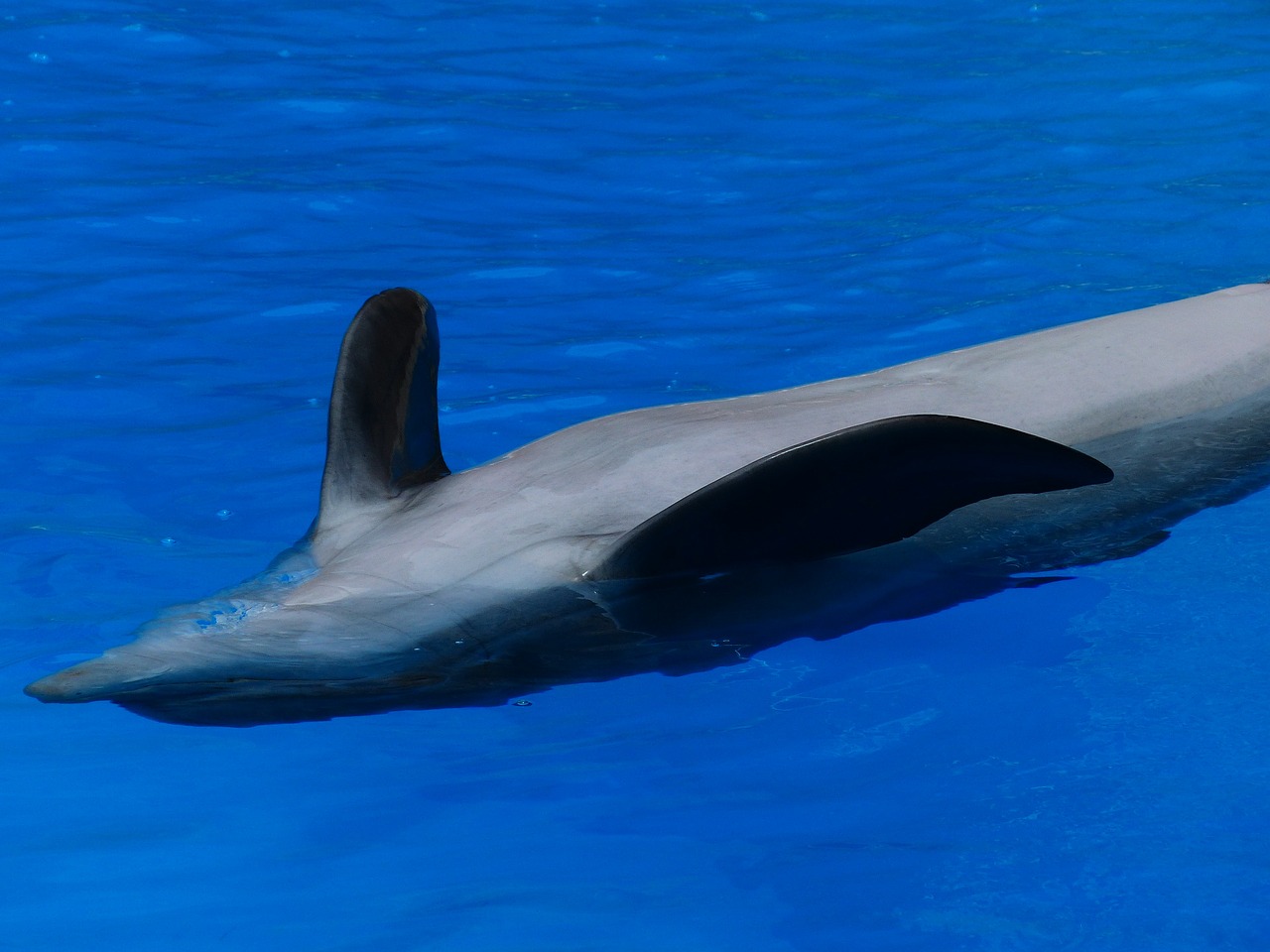 dolphin animal backstroke free photo