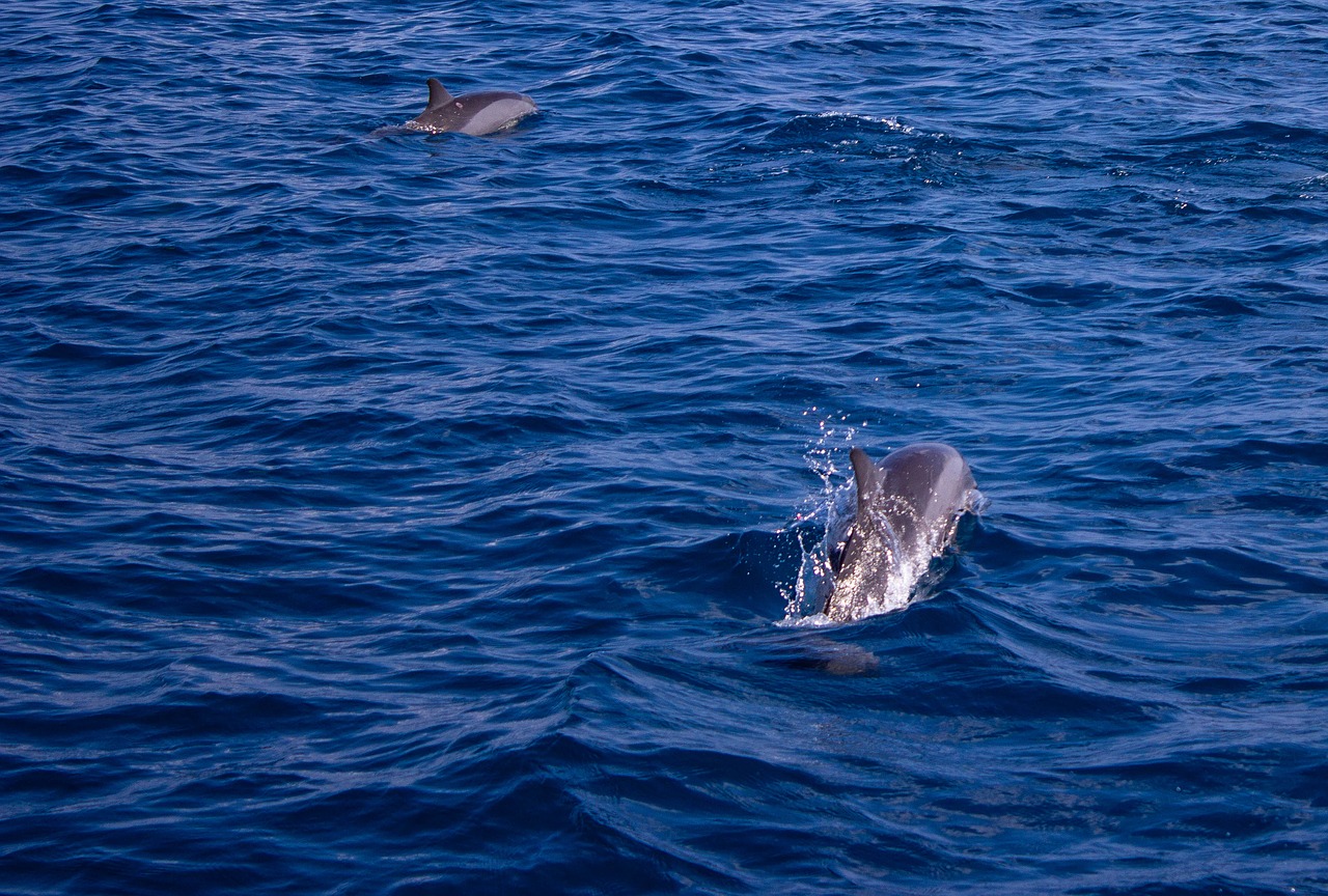 dolphin  sea  water free photo