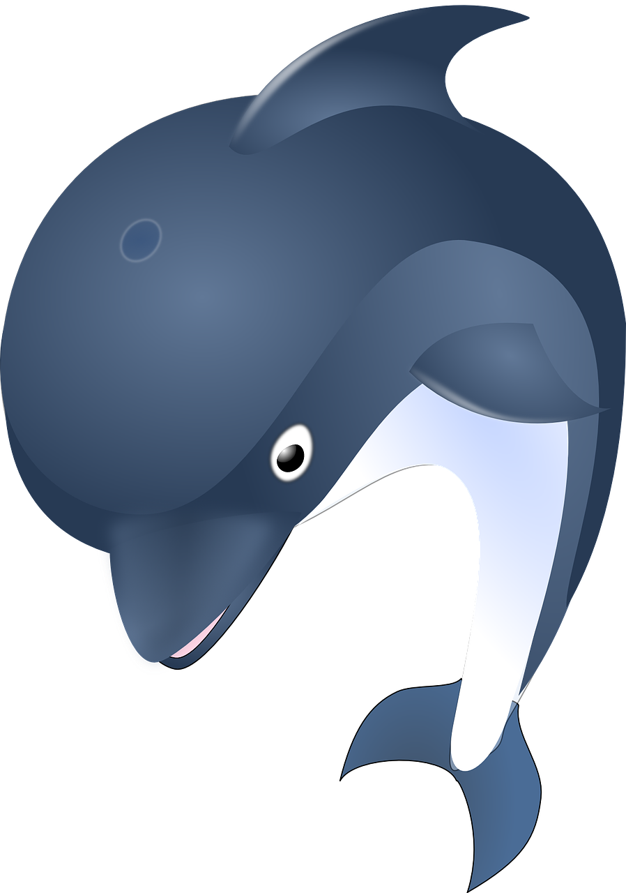 dolphin ocean animal free photo
