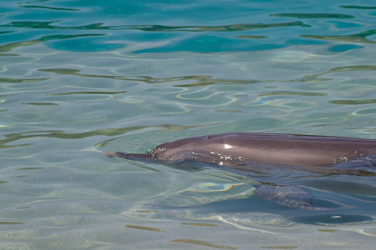 dolphin water swimming free photo