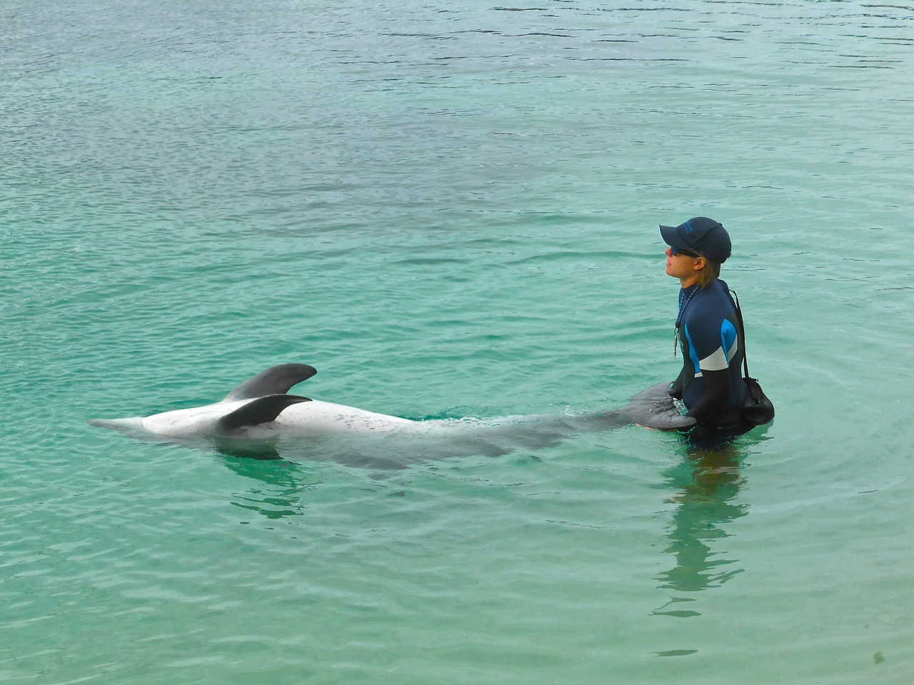 dolphin training show free photo