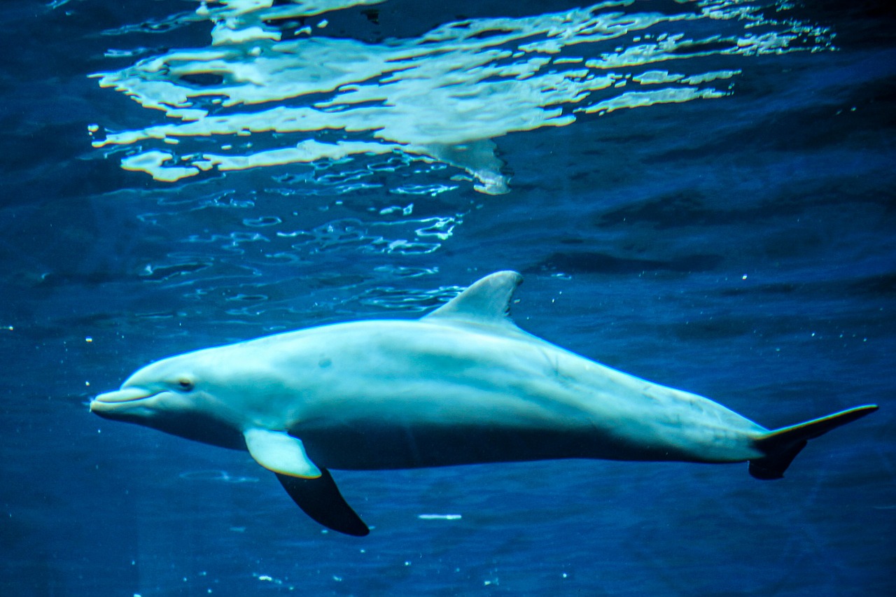 dolphin marine mammals animals free photo