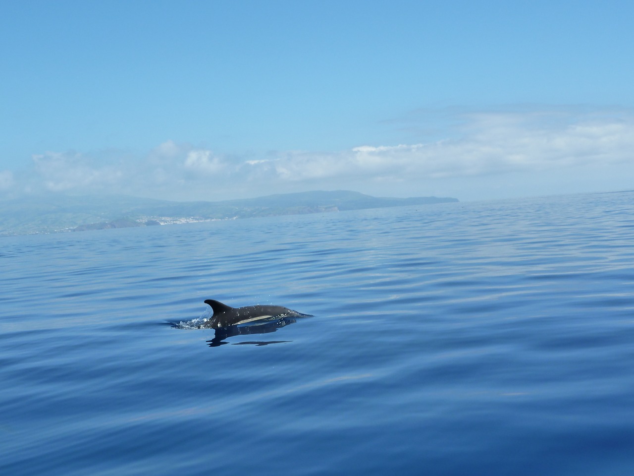 dolphin ocean sea free photo