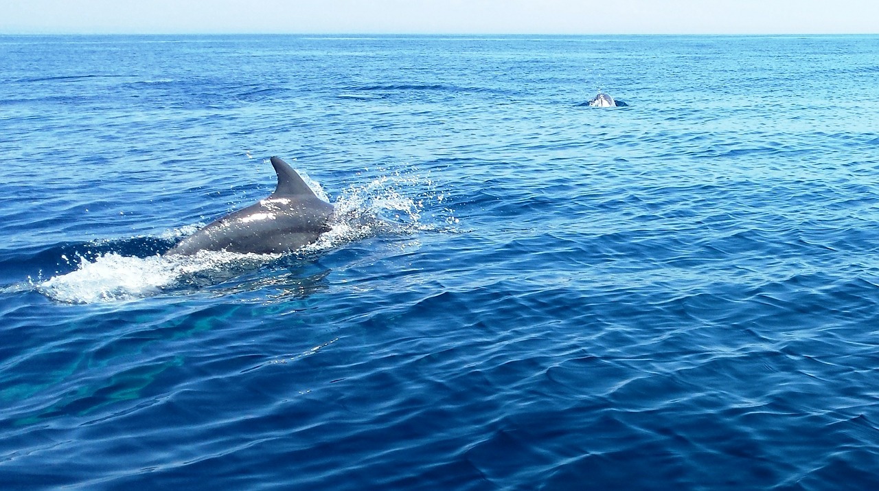 dolphin wild nature free photo