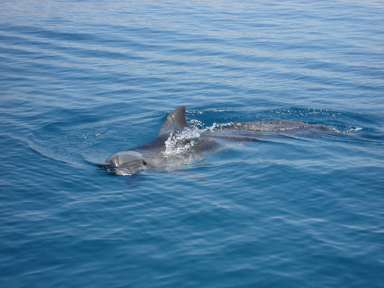 dolphin marine life sea free photo