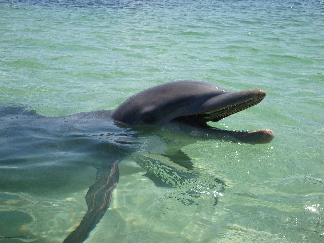 dolphin water ocean free photo