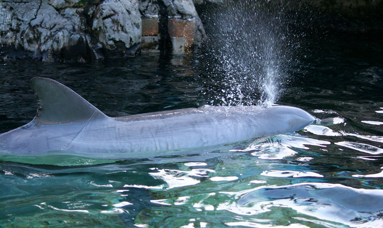 dolphin marine mammal blow hole free photo