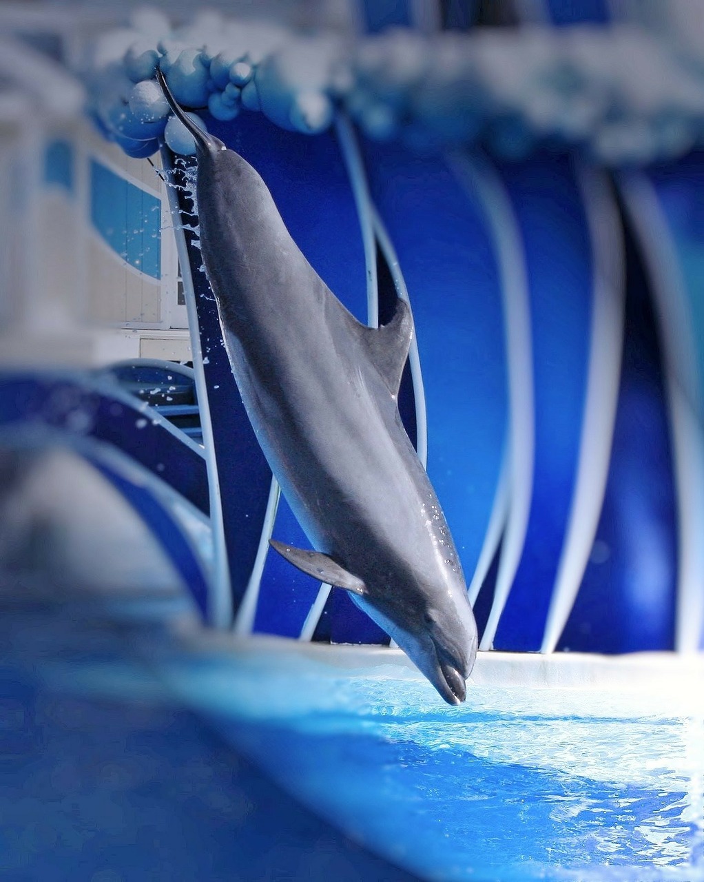 dolphin show perform free photo