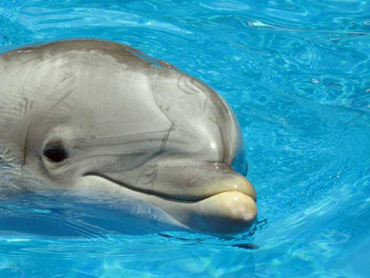 dolphin mammal marine free photo