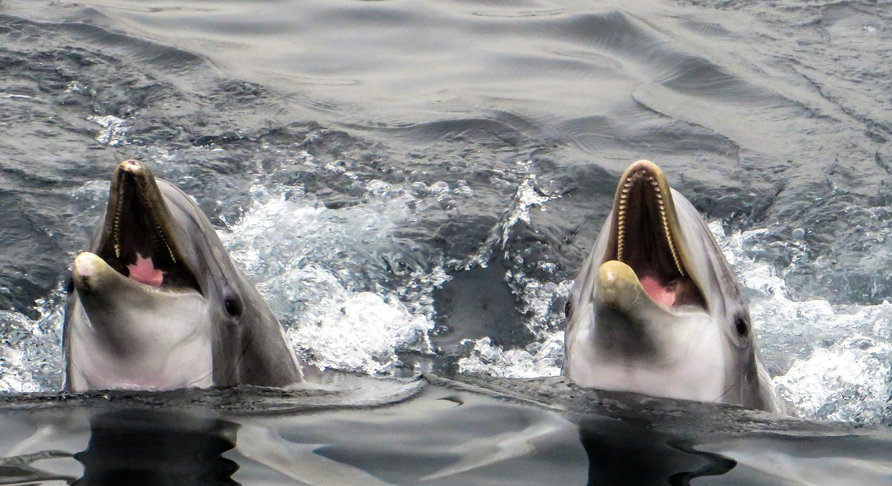 dolphin sea marine mammals free photo