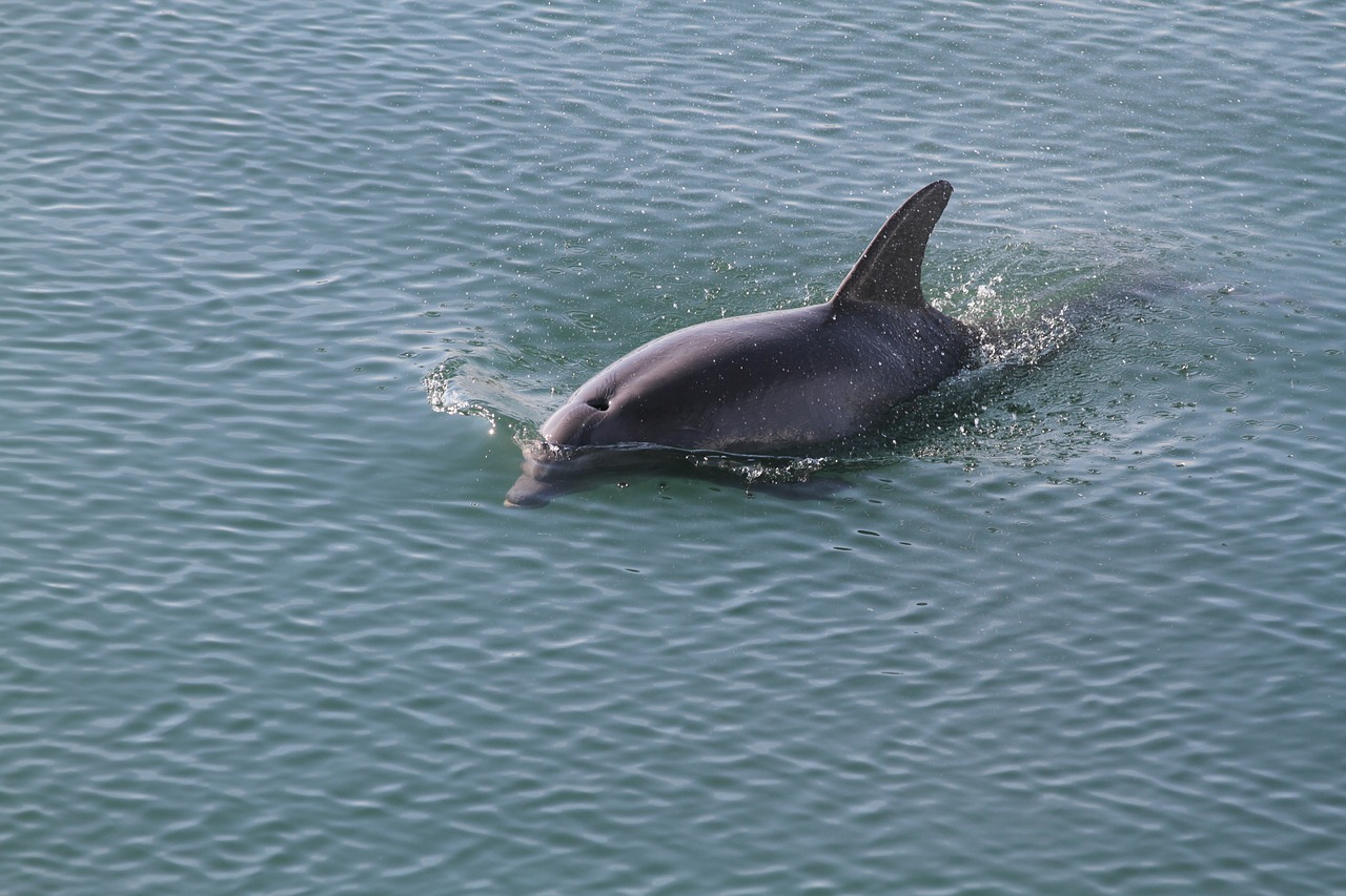 dolphin fish ocean free photo