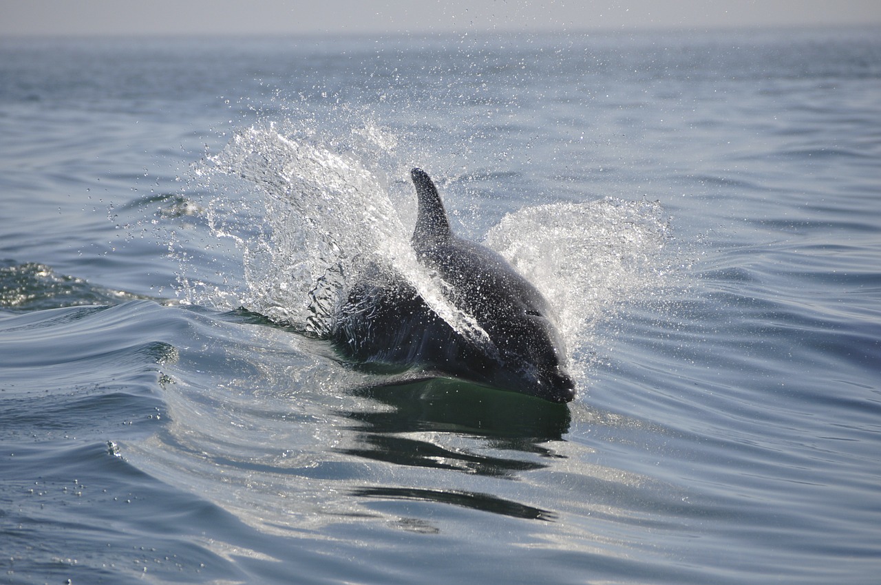 dolphin sea animals free photo