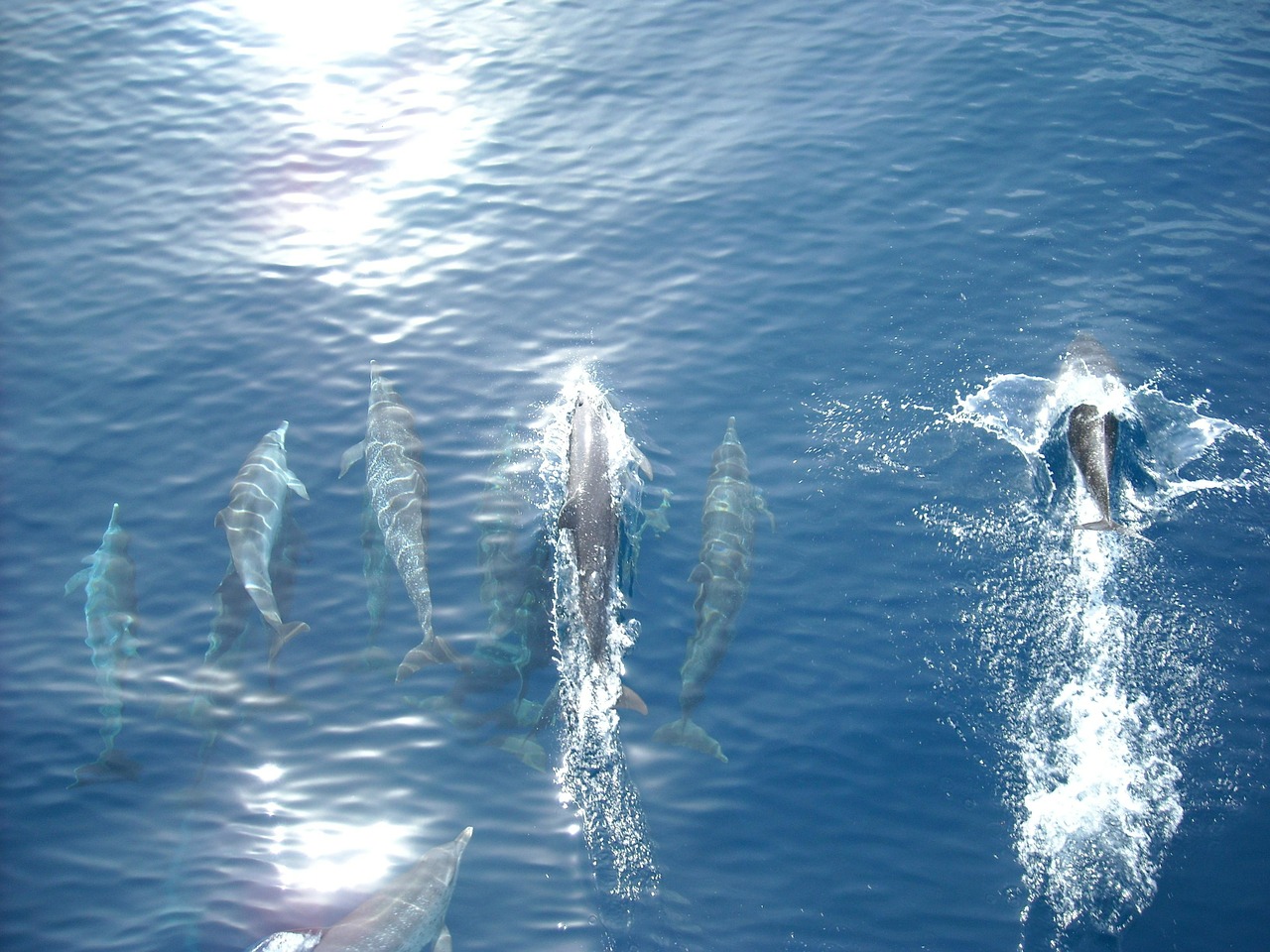 dolphin sea ocean free photo