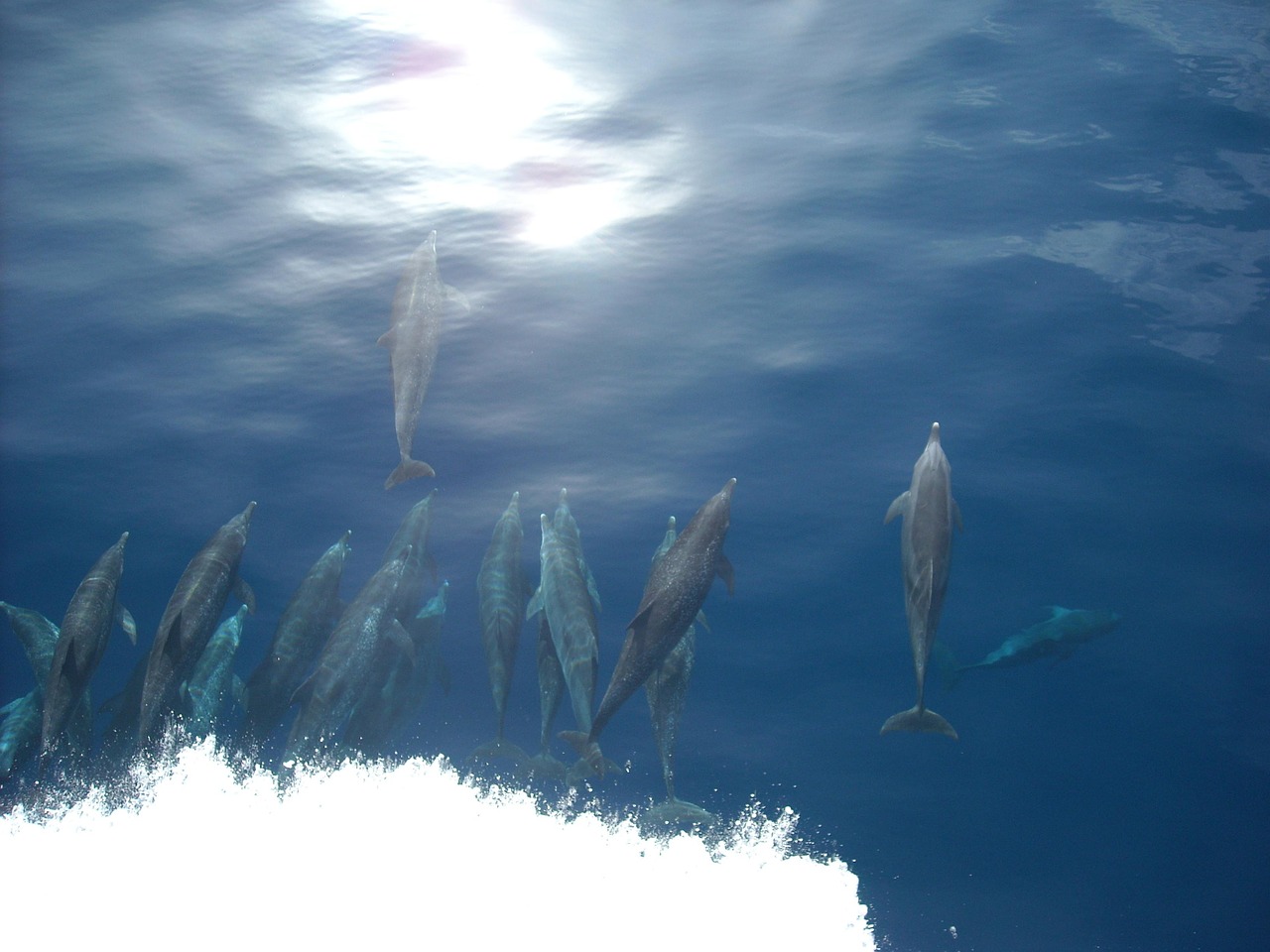 dolphin sea ocean free photo