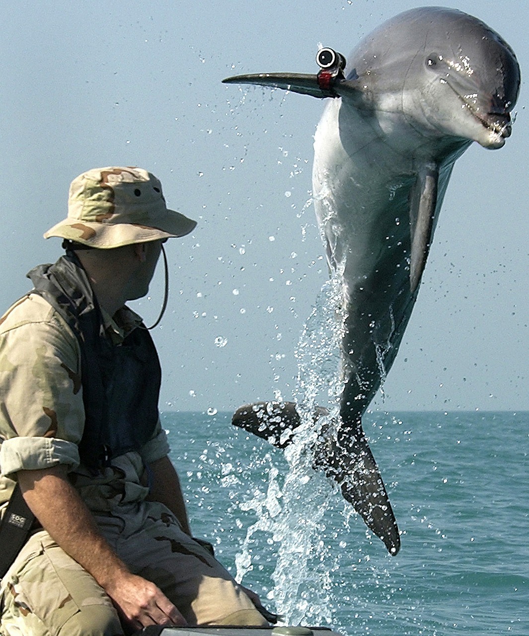 dolphin marine scientists exploration of the sea free photo