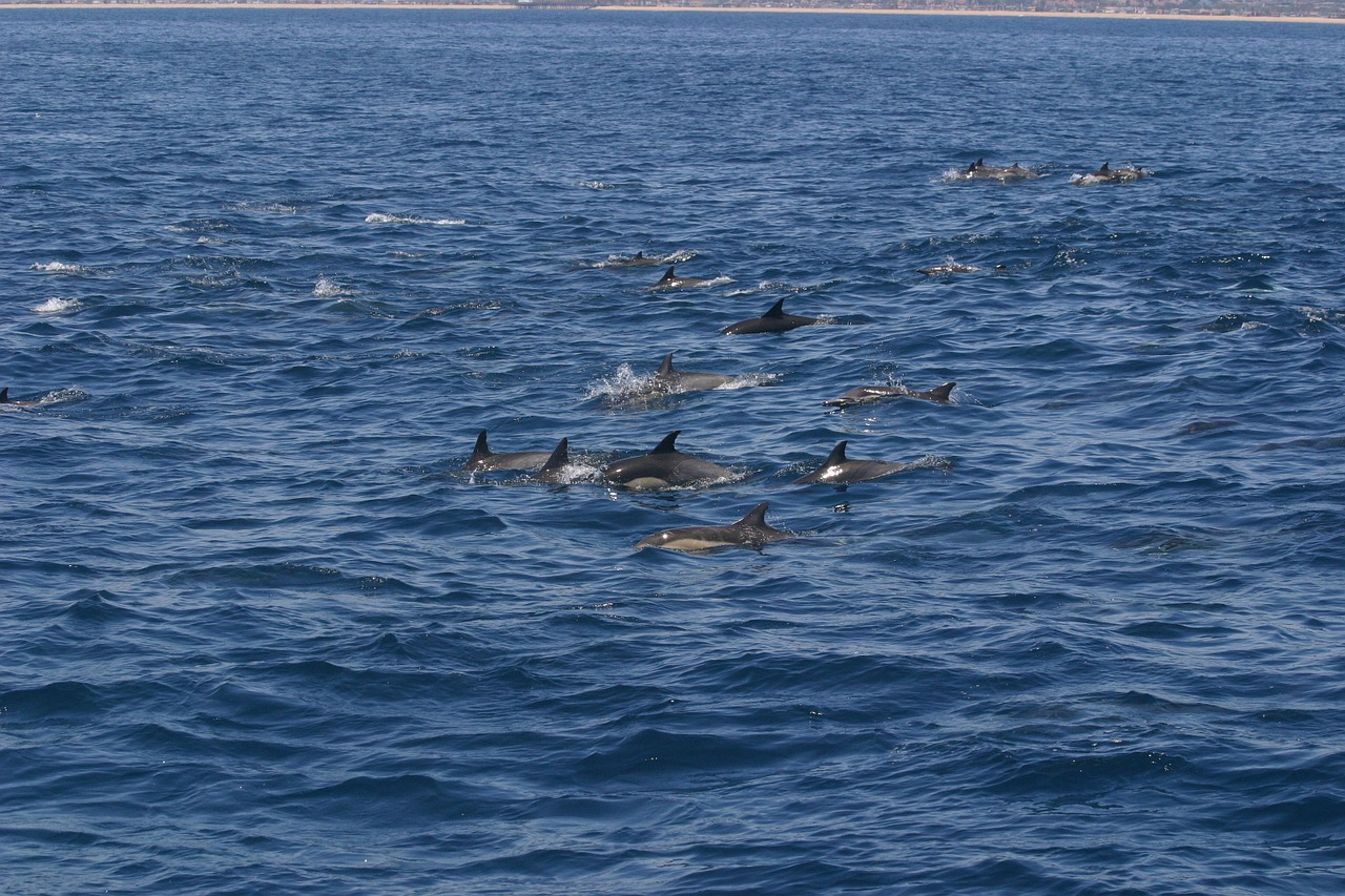 dolphin water america free photo