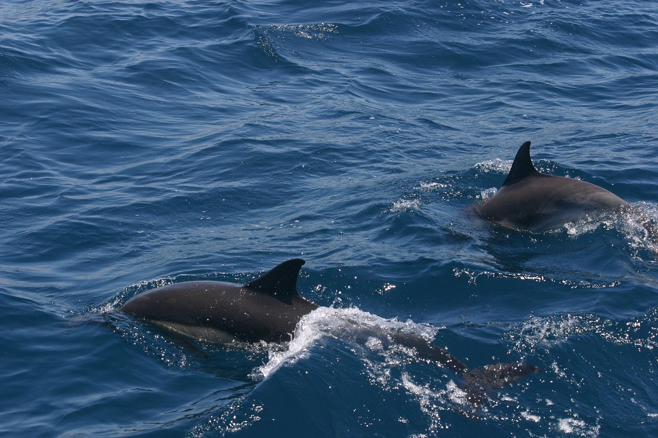 dolphin water america free photo