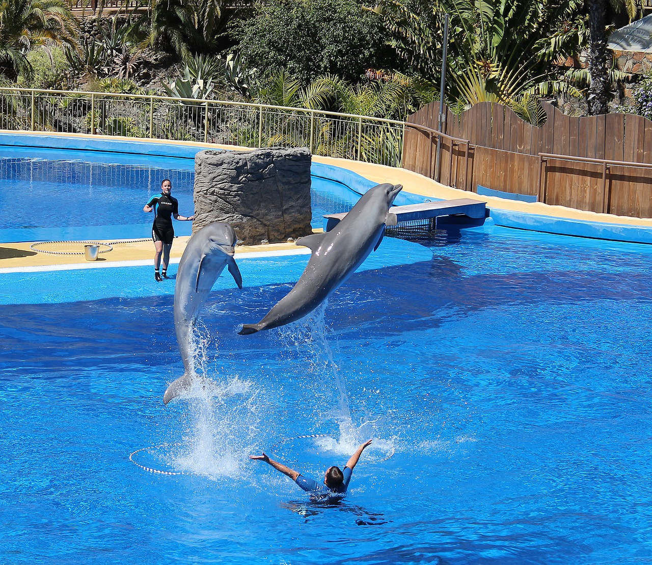 dolphin show dolphins free photo