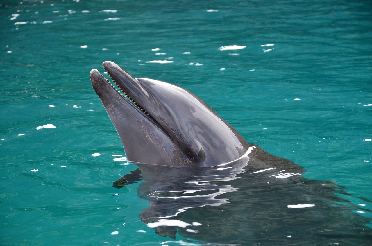 dolphin palau beach free photo