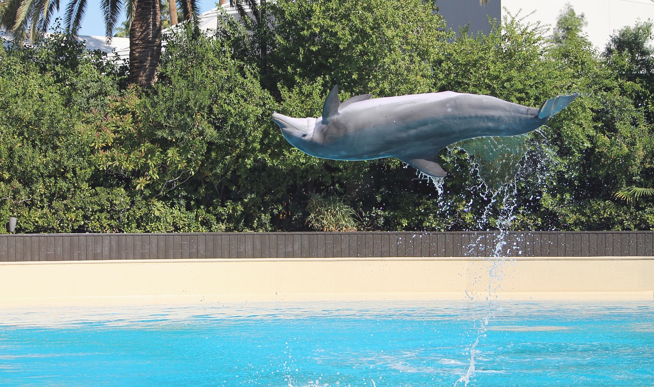 dolphin sea animal free photo