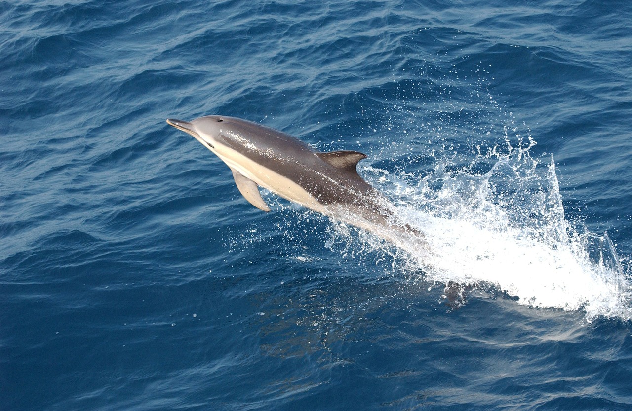 dolphin jumping swimming free photo