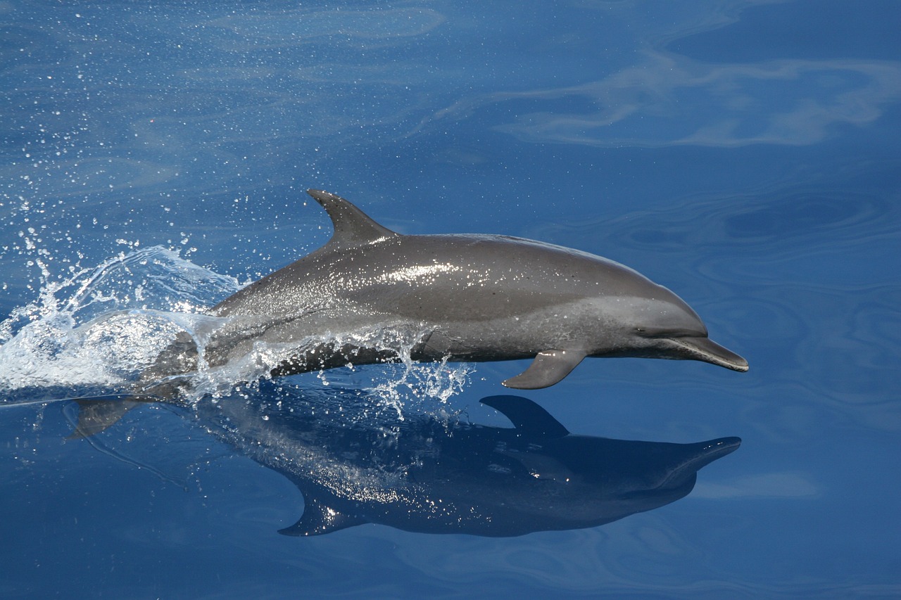 dolphin swimming jumping free photo