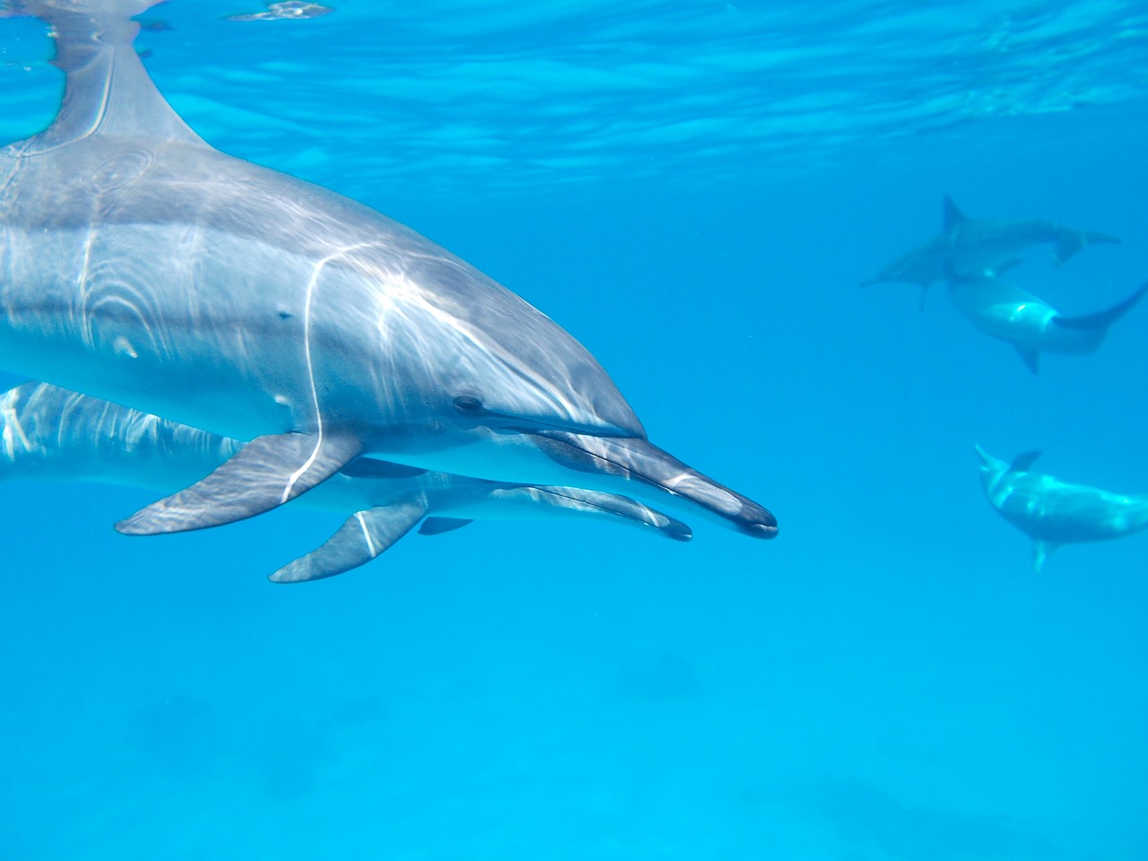 dolphin ocean sea free photo