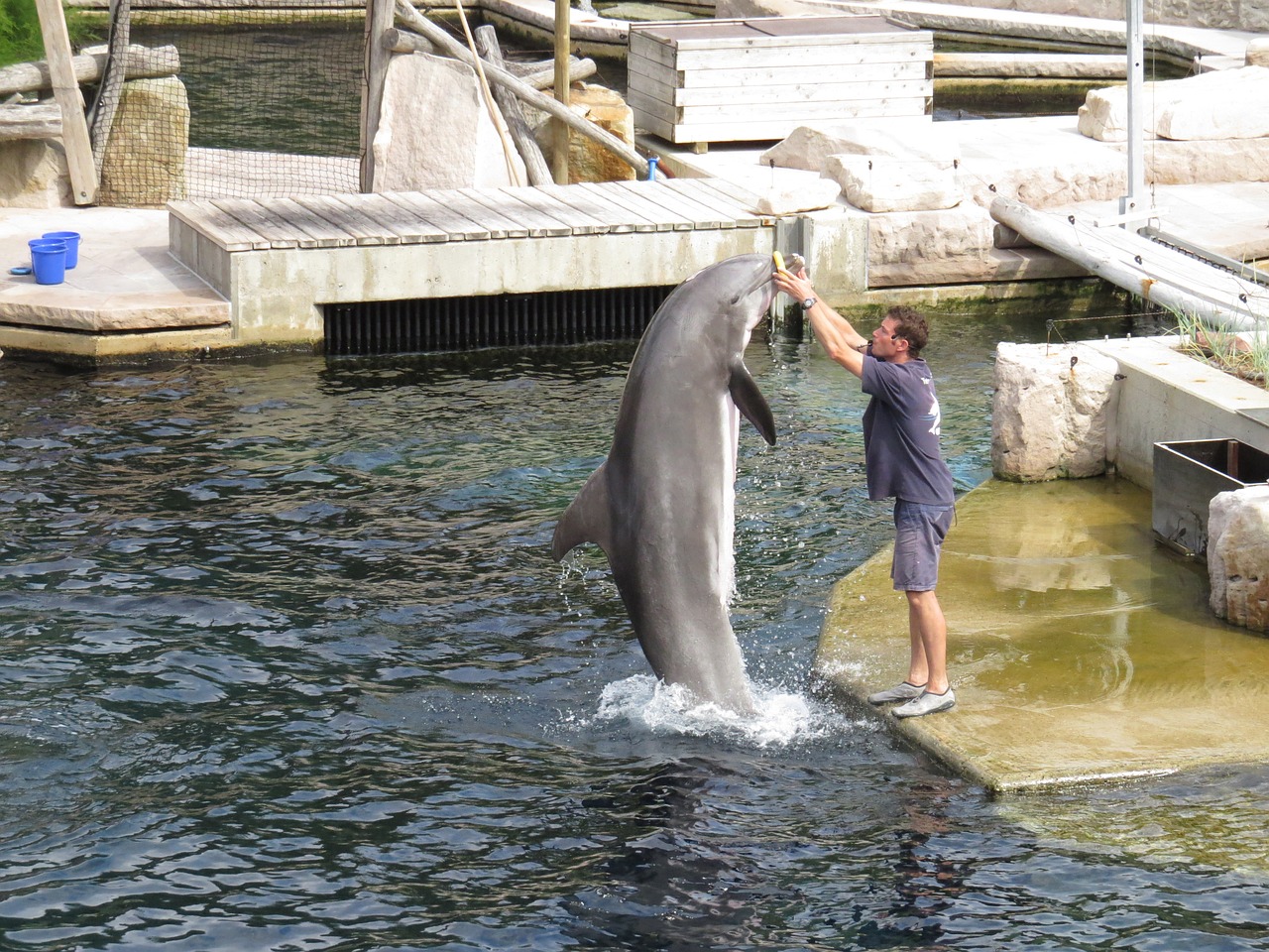 dolphin lagoon nuremberg free photo
