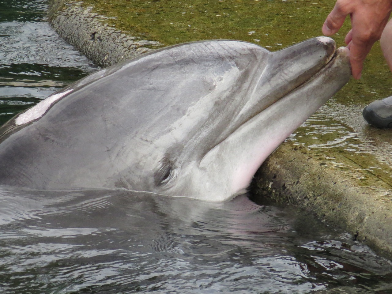 dolphin nuremberg lagoon free photo