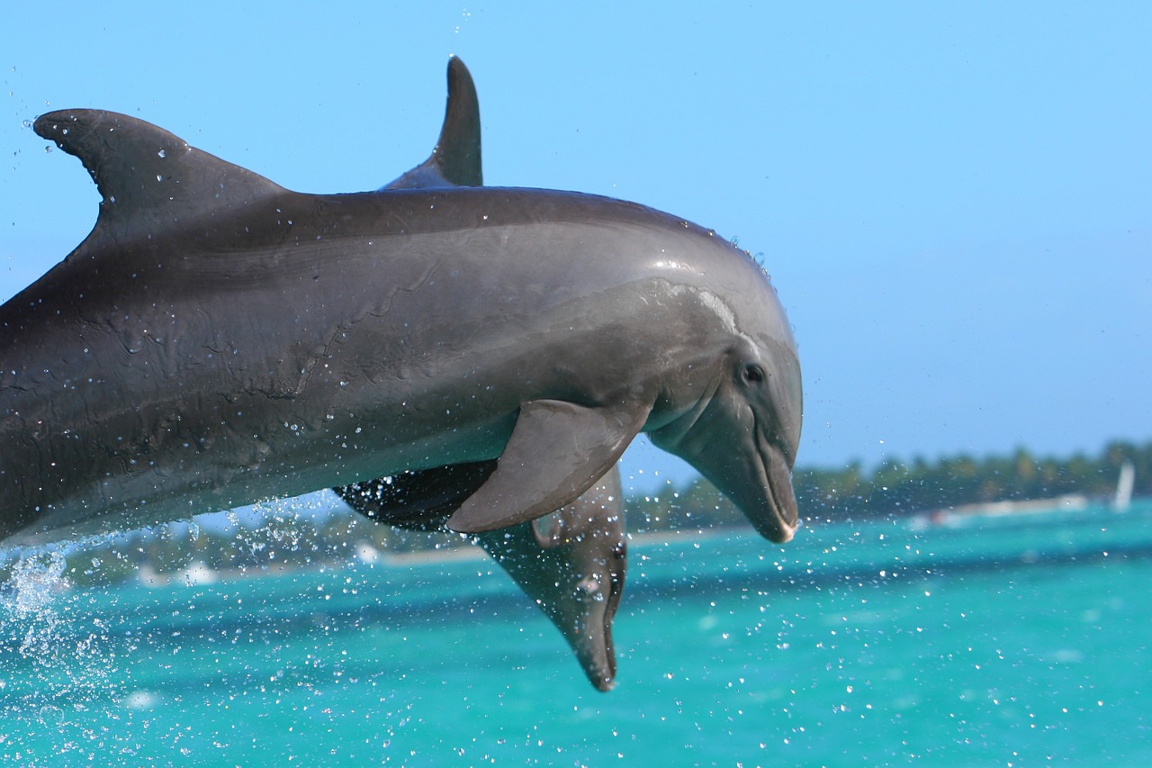dolphin punta cana caribbean free photo